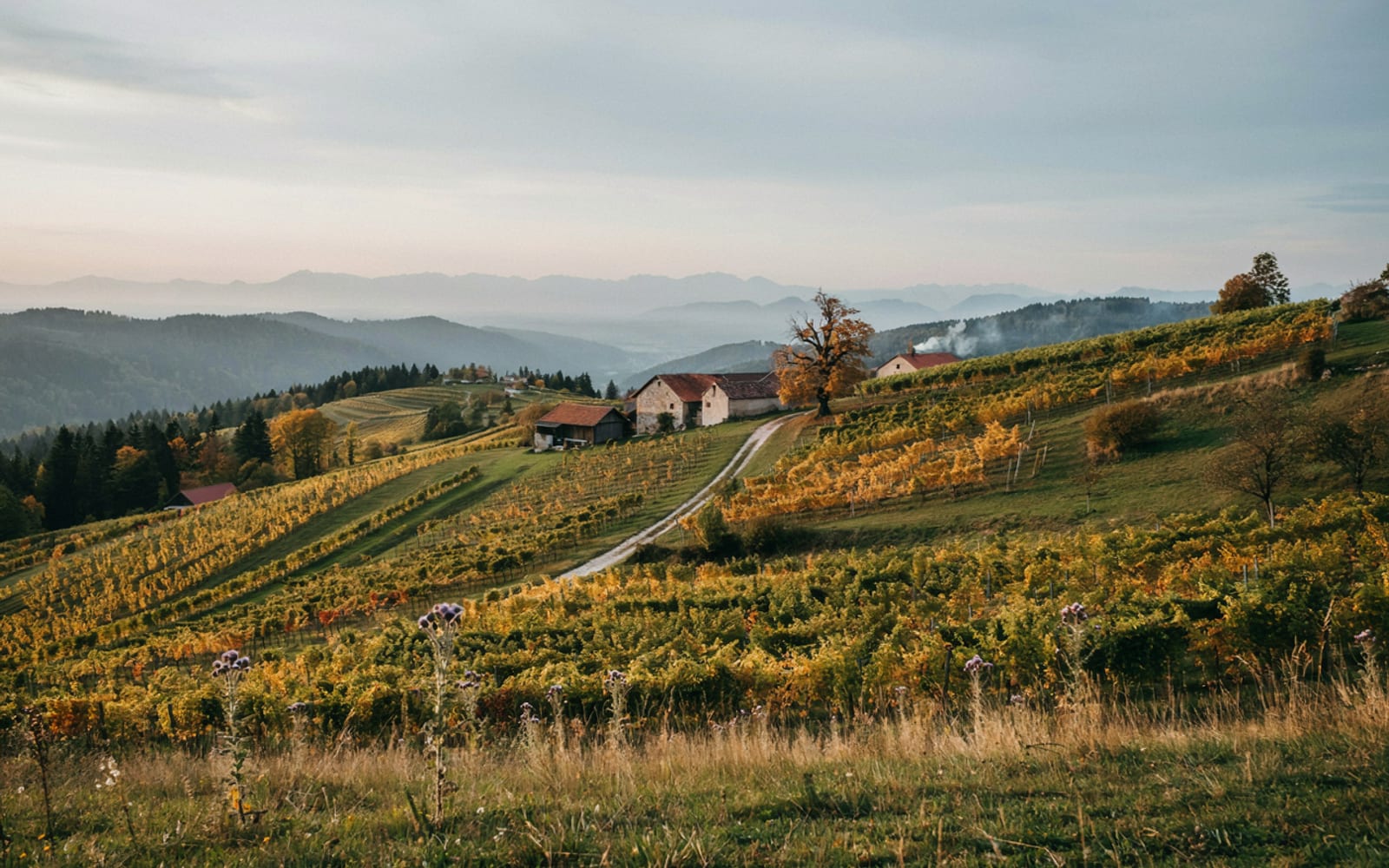Connexe : Histoire de l'huile de pépins de courge de Styrie